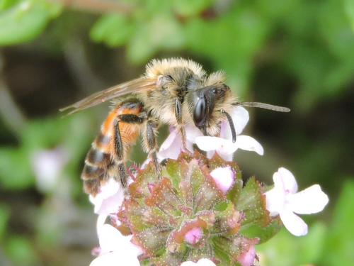 Andrena florea